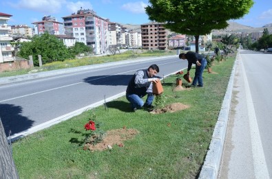 Otuz Yapraklı Gül Şehri Darende 'Gül' İle Donatıldı