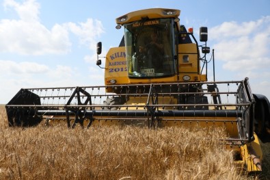 Çukurova'da Buğday Hasadı Başladı
