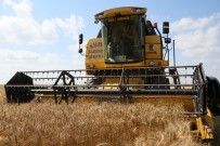 TOPRAK MAHSULLERI OFISI - Çukurova'da Buğday Hasadı Başladı