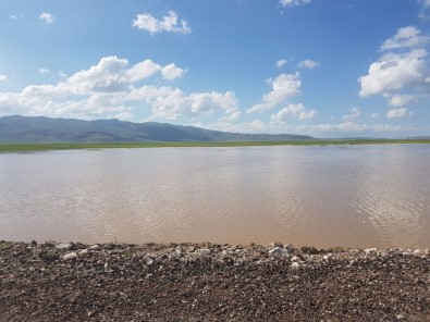 Patnos'ta Yağışlar Tarla Ürünlerini Etkiledi; Üreticiler Perişan