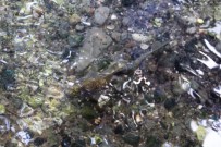 Balıklıgöl'de Eğri Balık Görenleri Şaşırttı