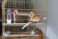 CIMBOM - Galatasaray Adası'nın Papağanı 'Cimbom' Da Tahliye Edildi