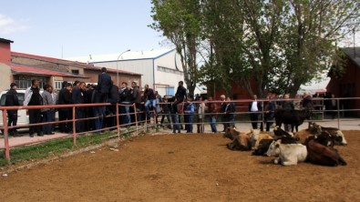Erzurum'daki Canlı Hayvan Pazarı Kapatıldı