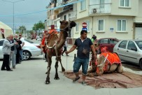 Manavgat'ın Develeri Mudanya Turunda