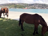 KIREÇBURNU - Sarıyer'de Başıboş At Sürprizi