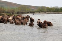 SERINOVA - Burası Afrika Değil Muş