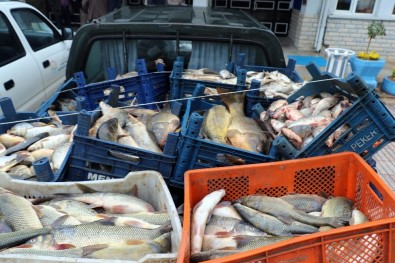 Elazığ'da Kaçak Avlanan 3,5 Ton Balık Ele Geçirildi