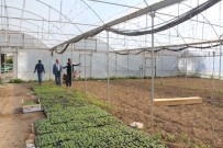 Tarım Müdürü Yolcu Seraları Dolaştı