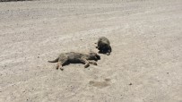 YAVRU KÖPEK - Yavru Köpek Ölen Kardeşinin Yanından Ayrılmadı