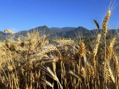 Çukurova'da Çiftçi, Buğday Hasadından Umutlu