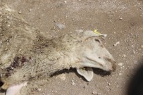 HASAN ALİ ÇELİK - Denizli'de Yanlış Aşının 7 Kuzuyu Telef Ettiği İddiası