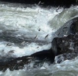 İNCİ KEFALİ - İnci Kefali Balığının Göç Serüveni