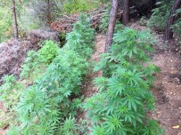 AVSALLAR - Jandarmadan Kenevir Operasyonu