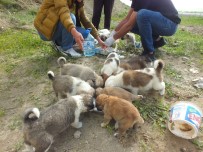 KÖPEK YAVRUSU - Sokağa Atılan Yavru Köpeklere Vatandaşlar Sahip Çıktı