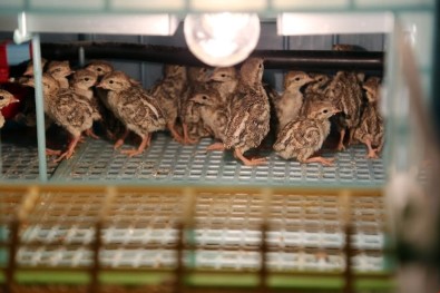 Yozgat'ta Yetiştirilen Keklikler Birçok İlde Doğaya Salınıyor