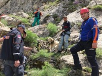 7 Gündür Dağda Mahsur Kalan Çoban Köpeği Pulsar Kurtarıldı Haberi