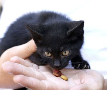 Antalya'da Yavru Kediyi Kurtarma Operasyonu
