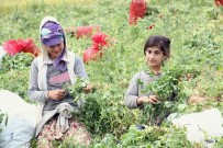 ÇALIŞAN ÇOCUKLAR - Çocuklar Ailelerine Yardımcı Olmak İçin Tarlada Çalışıyor