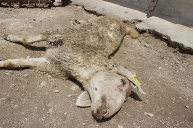 Denizli'de 'Yanlış Aşının 12 Kuzuyu Telef Ettiği' İddiasına Soruşturma
