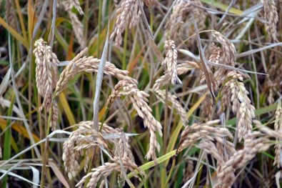 Samsun'da 1 Yılda 2 Milyon 72 Bin Ton Bitkisel Ürün Üretildi