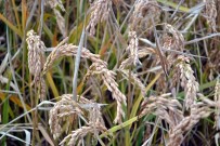 BİTKİSEL ÜRÜN - Samsun'da 1 Yılda 2 Milyon 72 Bin Ton Bitkisel Ürün Üretildi