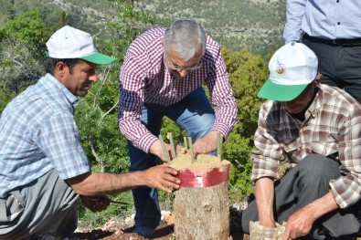 Mersin'de Yaban Zeytini Aşılamaları Sürüyor