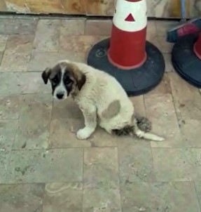 Yaralı Yavru Köpeğin Durumu Vatandaşları İsyan Ettirdi