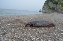 YUNUS BALIĞI - Yunus Balığı Karaya Vurdu