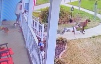 Köpekler Acele Davranınca...