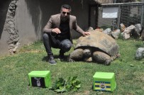 HAYVANLAR ALEMİ - 97 Yaşındaki Kaplumbağa Tuki'den Derbi Tahmini