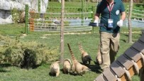 KOATİ - Rakun Hayvanat Bahçesinde Elektrik Akımına Kapıldı
