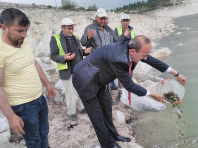 Çavdarhisar Sulama Barajına Pullu Sazan Bırakıldı