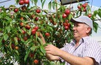 ÜÇTEPE - Nektarin Kızardıkça Üreticisi Güldü