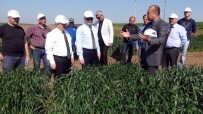 ZEKERIYA SARıKOCA - Türkiye Yüzde 100 Yerli Tohum Üretiyor