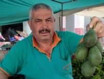 TURGUT MUSLUOĞLU - Avakadoya talep patladı