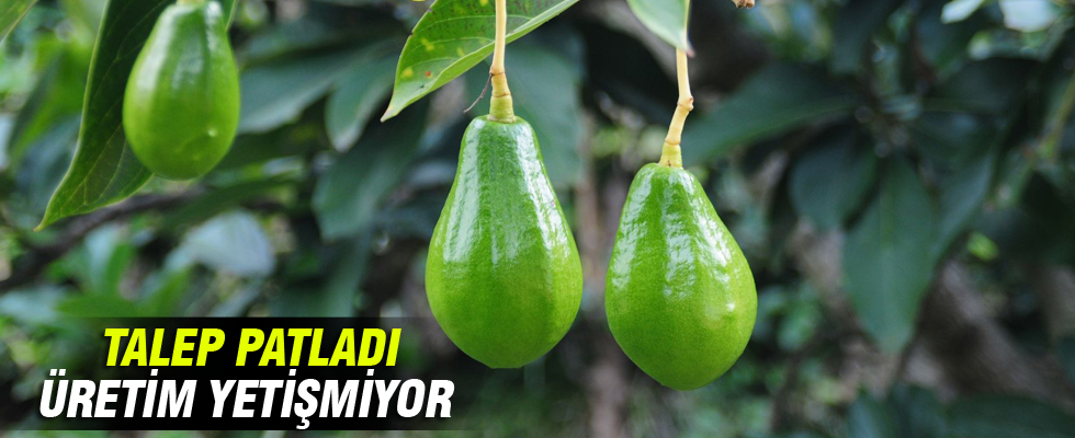 Avakadoya talep patladı