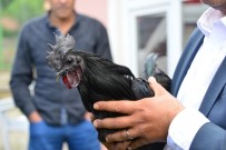 HAYVAN SEVGİSİ - Süs Tavukları Açık Arttırmayla Satıldı