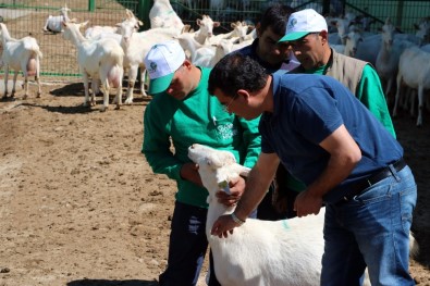 4 bin lira maaşla çoban yetiştiriyorlar!