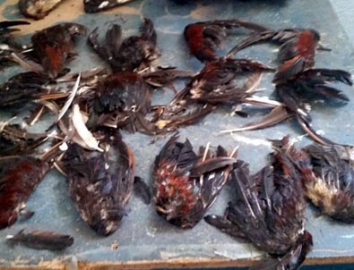 Horoz dövüşü vahşeti