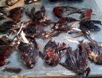 HOROZ DÖVÜŞÜ - Horoz dövüşü vahşeti