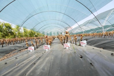 'Aşılı Asma Fidanı Üretimi Projesi' Hayata Geçiyor