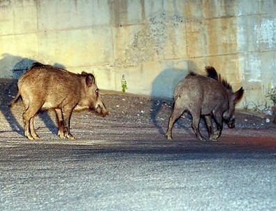 Bodrum'da aç kalan domuzlar şehre indi