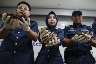 Malezya'da 2.1 Milyon Değerinde Karınca Yiyen 'Pul'u Yakalandı