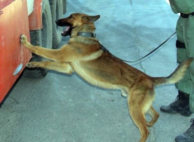 Narkotik Köpeği 'Dino' Uyuşturucu Tacirlerine Göz Açtırmıyor