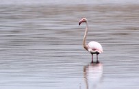 KIRLANGIÇ - Akkaya Barajı Flamingoları Ağırlıyor