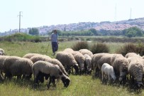 EV HANIMLIĞI - Sertifikalı Modern Kadın Çoban