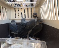 BITEZ - Bodrum'da Karga Seferberliği