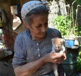 İSABEY - İzmir'deki Vahşet Hayvanseverleri Ayaklandırdı