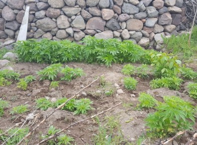 Kayseri'de Uyuşturucu Operasyonu Açıklaması 2 Gözaltı