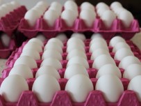 AFYONLU - Yumurta sektörü krizle karşı karşıya